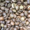 コーヒー豆の品種であるカネフォラ種